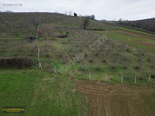Ferizli Hocaoğlu'nda Satılık 2400 m² Fındık Bahçesi - SAKARYA FERİZLİ fotoğraf 21