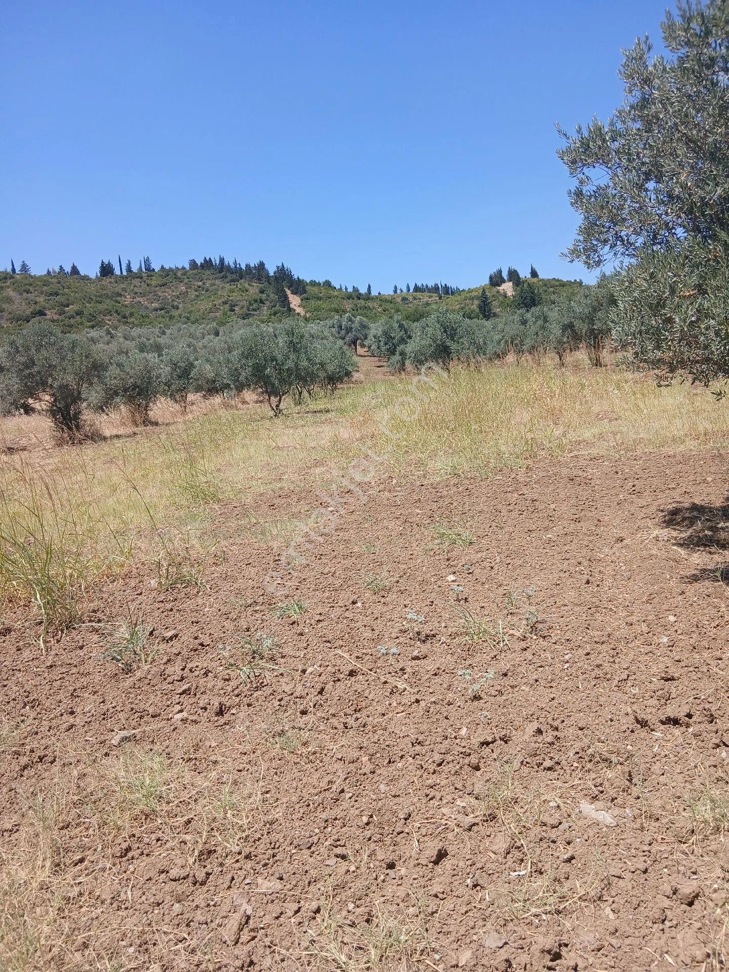 İzmir Torbalı Yazıbaşında 3.800m2 Zeytinlik Satılık - İZMİR TORBALI fotoğraf 15