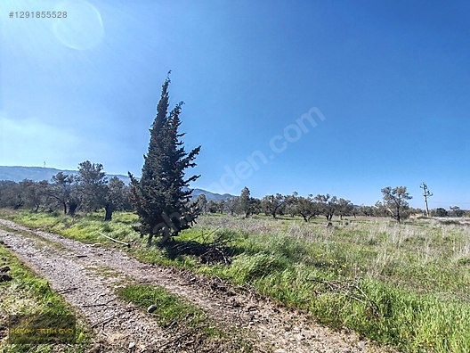 HAVRAN MESCİT MAHALLESİ OTOYOLA YAKIN 10 DÖNÜM SATIILIK ZEYTİNLİ - BALIKESİR HAVRAN fotoğraf 27