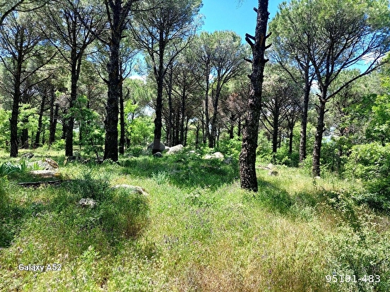 BERGAMA KOZAK YAYLASI KIRANLI MAH DE 1155 M2 BAĞ - İZMİR BERGAMA fotoğraf 6