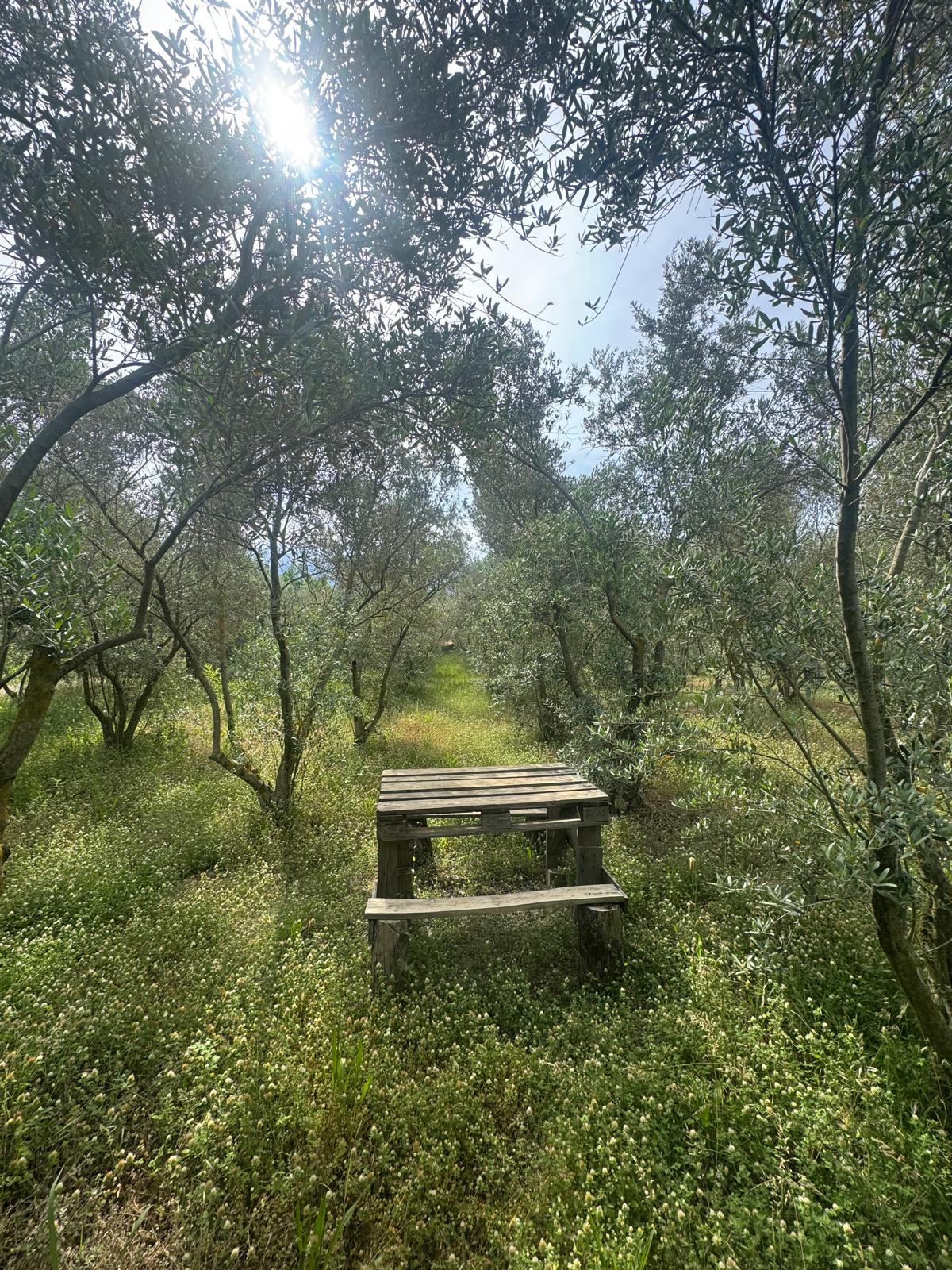 Zeytin ve meyve bahçesi 1+1 prefabrik daire - MUĞLA SEYDİKEMER fotoğraf 24