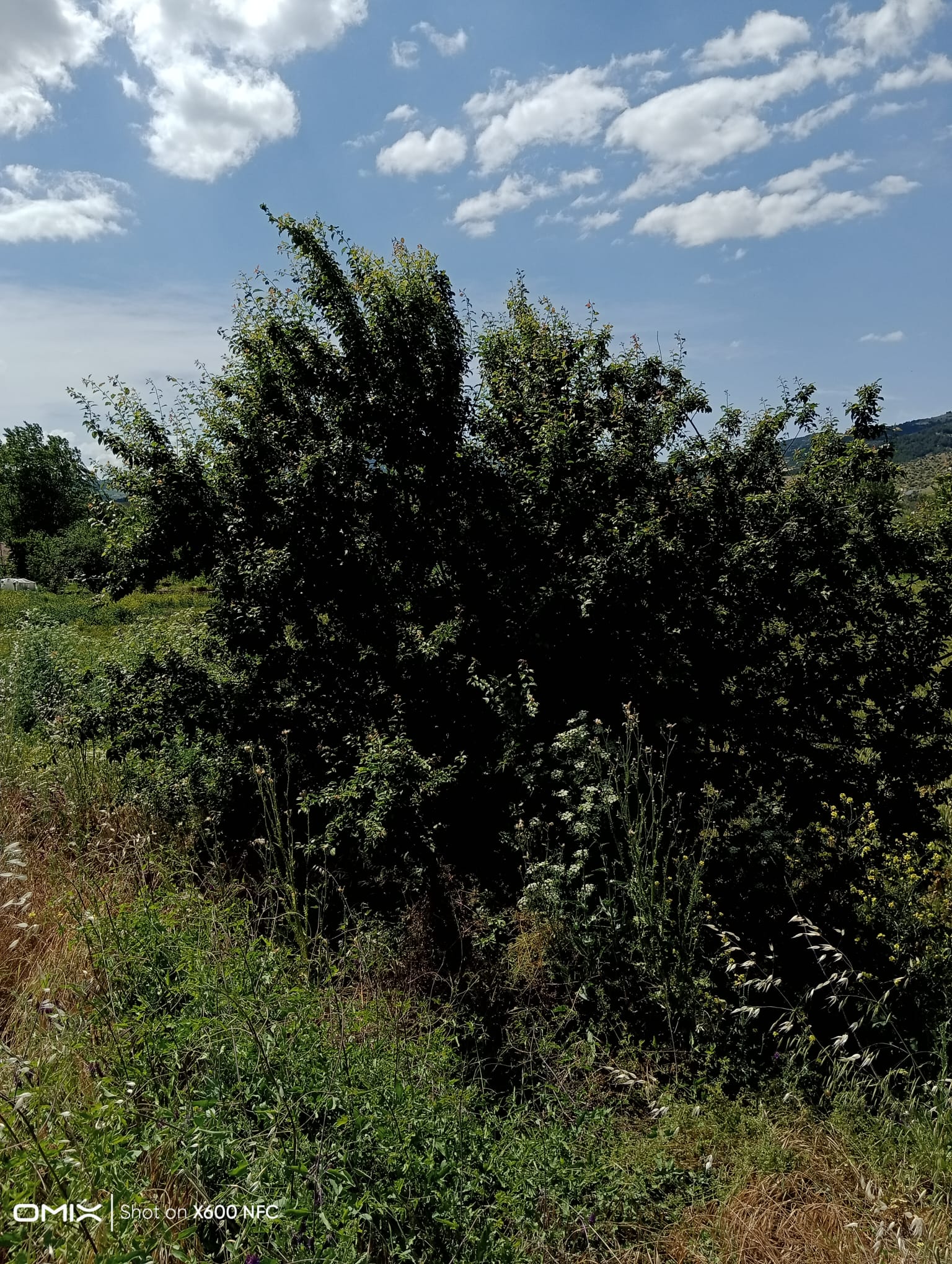 Tokat/ Turhal satlik tarla  - TOKAT TURHAL fotoğraf 3