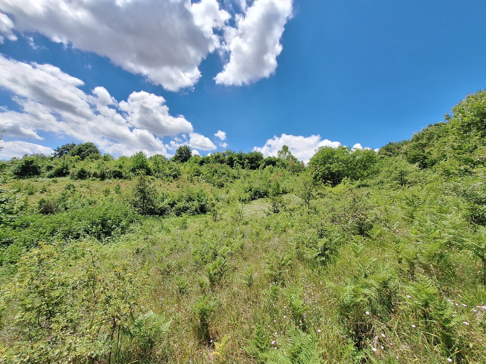  BURSA  İNEGÖL GÜNDÜZLÜ   KÖYÜNDE  9.400  M²  TARLA  SATILIKTIR - BURSA İNEGÖL fotoğraf 9