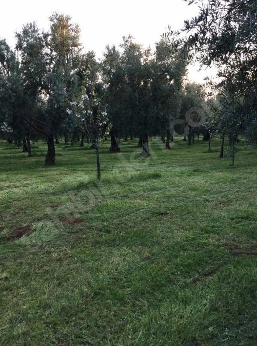BURSA İZNİK YÖRÜKLER'DE 18.374 M² BAHÇEMİZ SATILIKTIR - BURSA İZNİK fotoğraf 5
