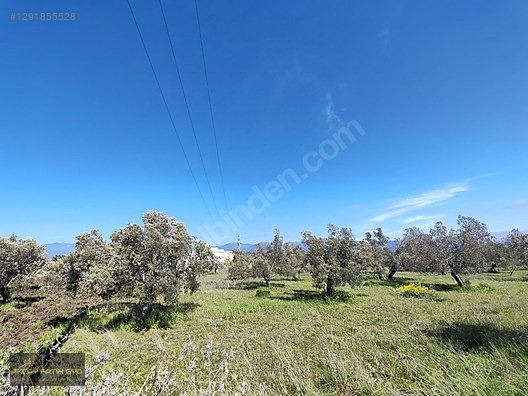 HAVRAN MESCİT MAHALLESİ OTOYOLA YAKIN 10 DÖNÜM SATIILIK ZEYTİNLİ - BALIKESİR HAVRAN fotoğraf 24