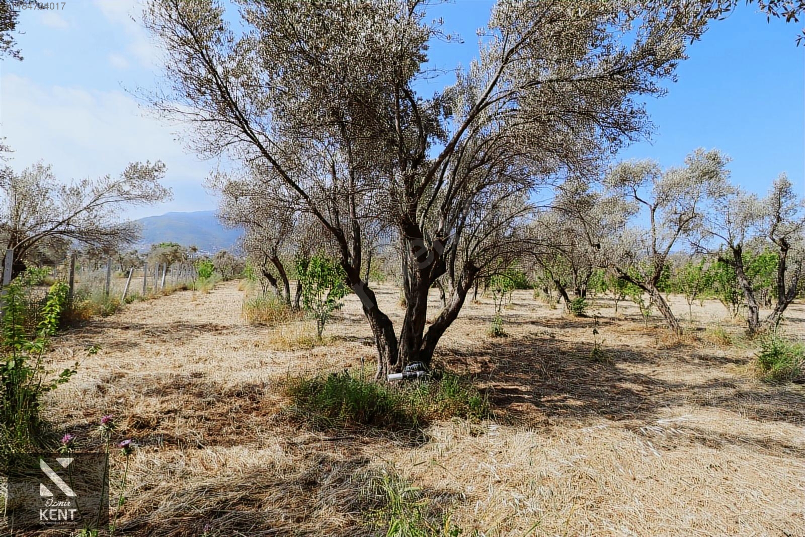Kemalpaşa Sekiz Eylül Satılık 4.746 m2 Bahçe - İZMİR KEMALPAŞA fotoğraf 16