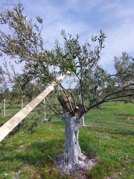 Yenişakran yola yakın fırsat zeytinlik TEL ÖRGÜLÜ BUNGALOV EV. - İZMİR ALİAĞA fotoğraf 12