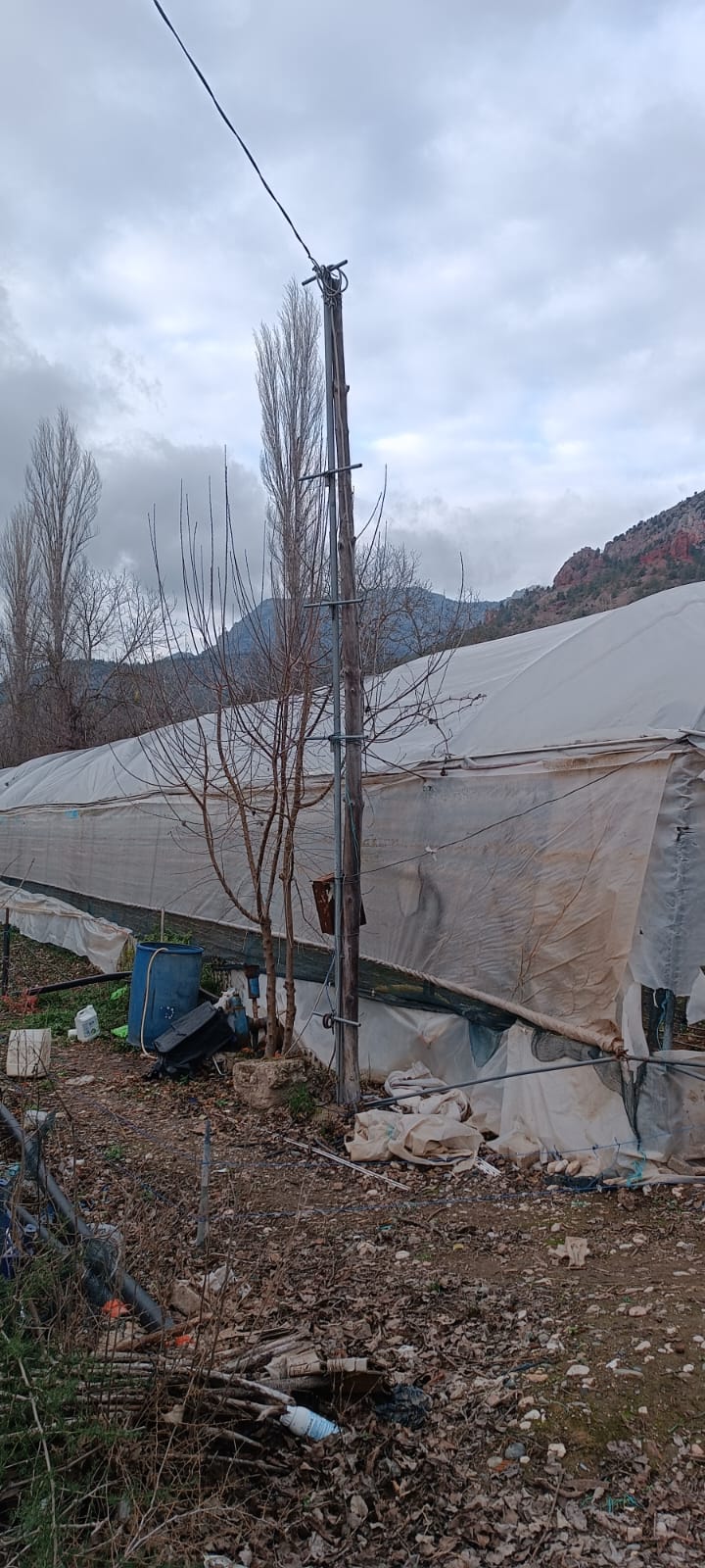 BİLECİK SÖĞÜT YAKACIK SATILIK BAHÇE 1695m² - BİLECİK SÖĞÜT fotoğraf 12