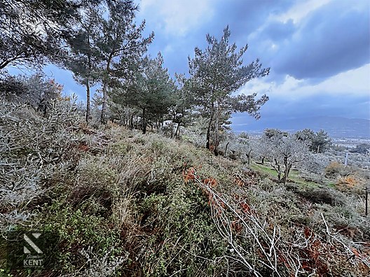 Kemalpaşa Armutlu Hürriyet Mah. Satılık 1.950 m2 Bahçe - İZMİR KEMALPAŞA fotoğraf 30