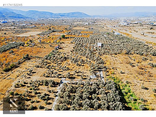 Kemalpaşa Sekiz Eylül Merkeze Yakın Satılık 3440 m2 Zeytinlik - İZMİR KEMALPAŞA fotoğraf 32