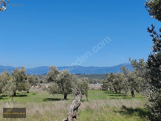 HAVRAN MESCİT MAHALLESİ OTOYOLA YAKIN 10 DÖNÜM SATIILIK ZEYTİNLİ - BALIKESİR HAVRAN fotoğraf 21
