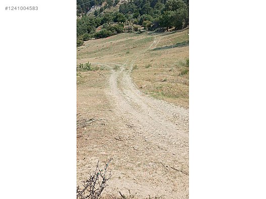 DENİZLİ BABADAĞ KELLECİ KÖYÜNDE  1.586 M²  BAĞ SATILIKTIR - DENİZLİ BABADAĞ fotoğraf 11