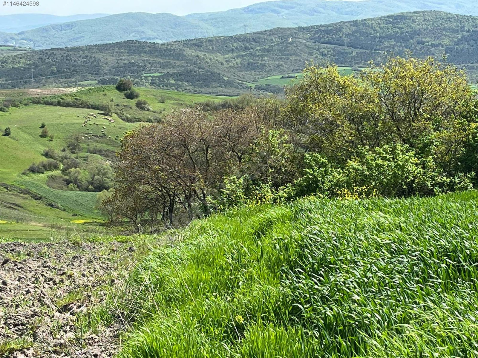BURSA M.KEMALPAŞA KOSOVA 2.680 M² TARLA SATILIKTIR. - BURSA MUSTAFAKEMALPAŞA fotoğraf 13