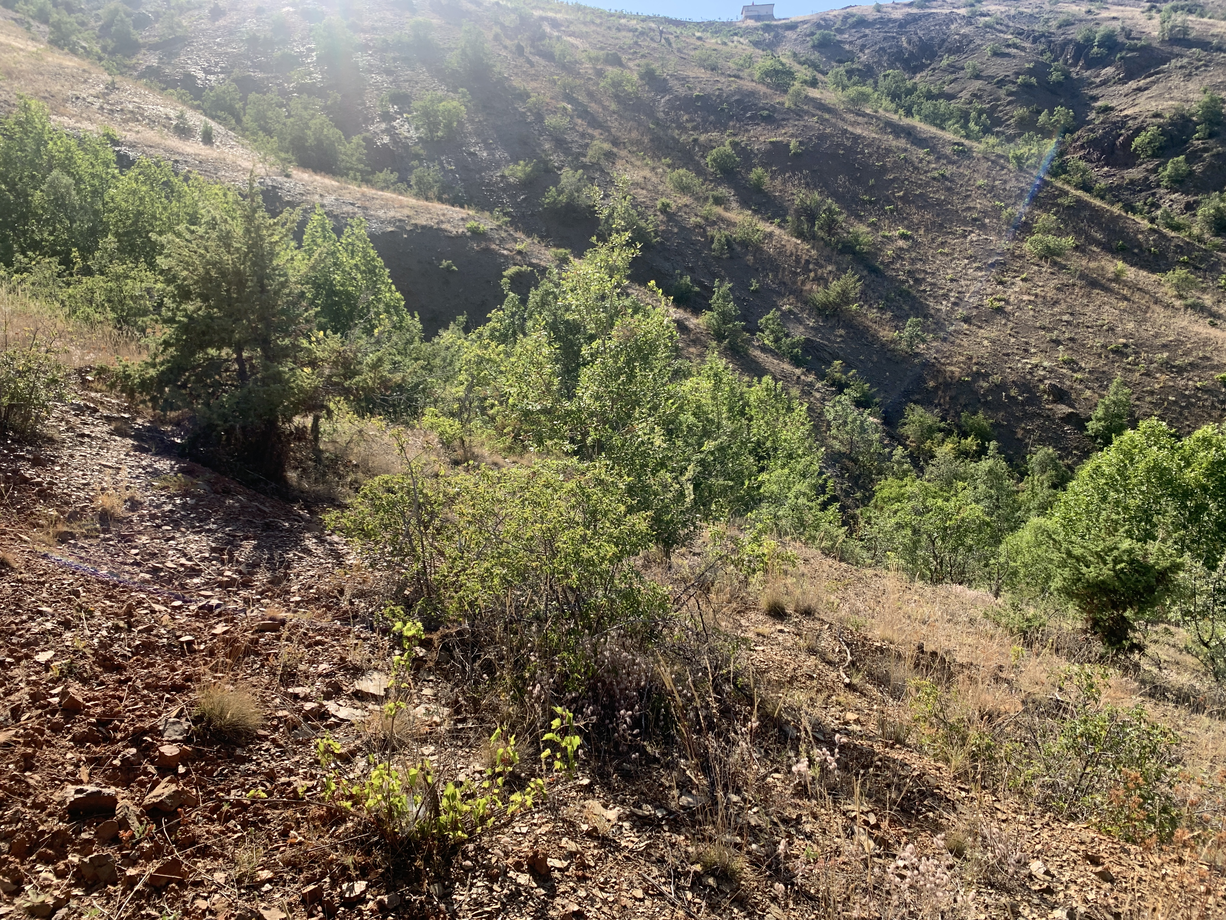 KONYA HADİM EĞİSTE KÖYÜNDE 528 M2 BAĞ SATILIKTIR - KONYA HADİM fotoğraf 14