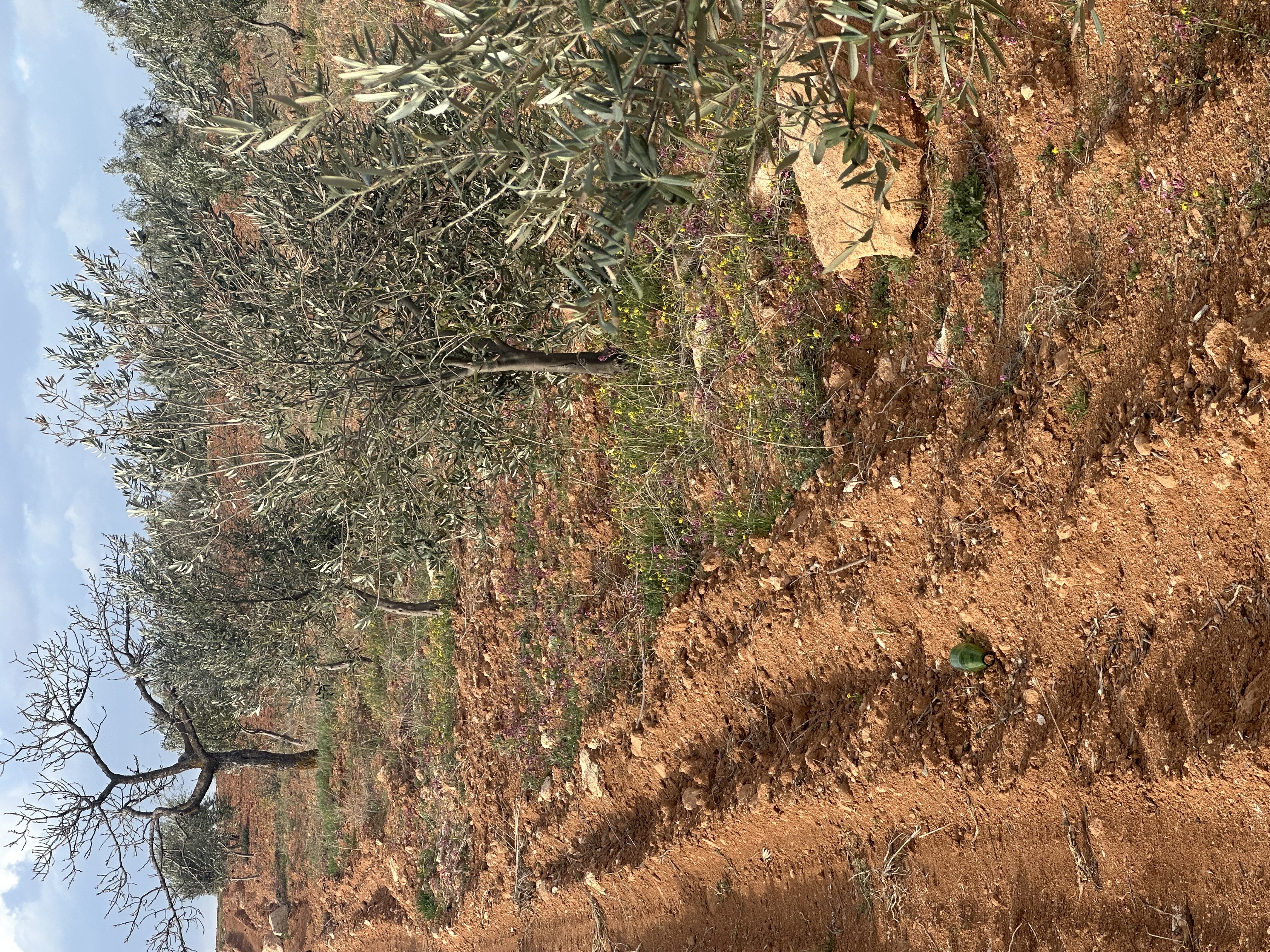 SATILIK ZEYTİNLİK  - KİLİS MERKEZ fotoğraf 8