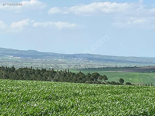 BURSA M.KEMALPAŞA KOSOVA 2.680 M² TARLA SATILIKTIR. - BURSA MUSTAFAKEMALPAŞA fotoğraf 5
