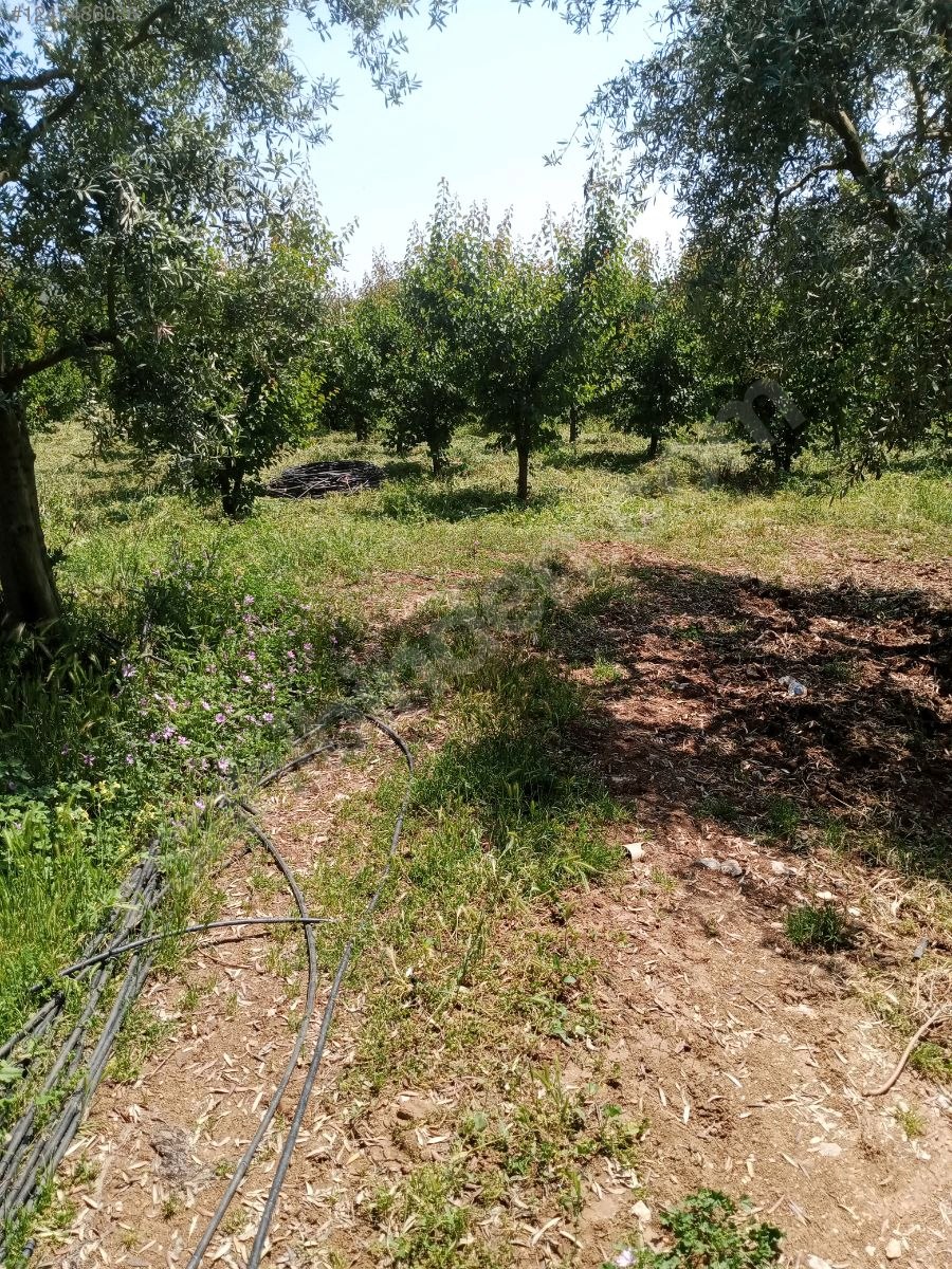 BURSA İZNİK İNİKLİ'DE BAĞ'IN 2.200  M²'Sİ  SATILIKTIR - BURSA İZNİK fotoğraf 6