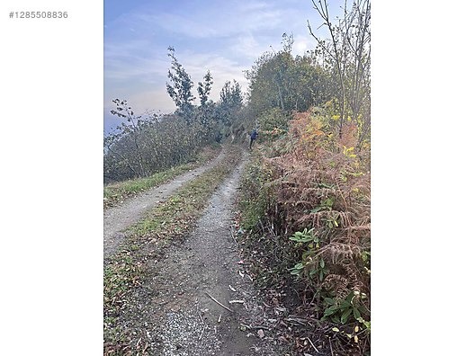 ESPİYE SATILIK BAHÇE 2650 MK HACIMAHMUTLU KÖYÜ ŞEHRE 15 DK - GİRESUN ESPİYE fotoğraf 3