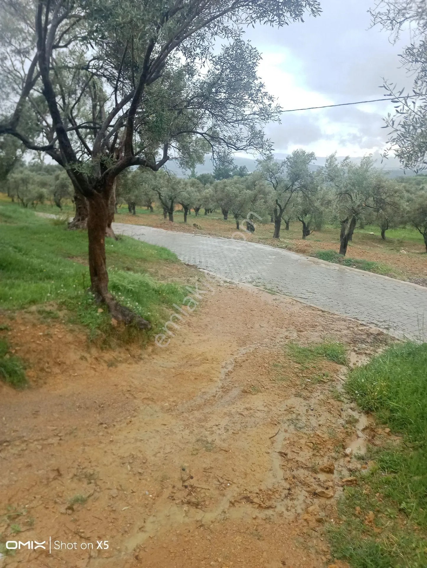 İzmir Torbalı Dirmil Köyünde Tek Tapu 700mt Zeytinlik Satılık - İZMİR TORBALI fotoğraf 2