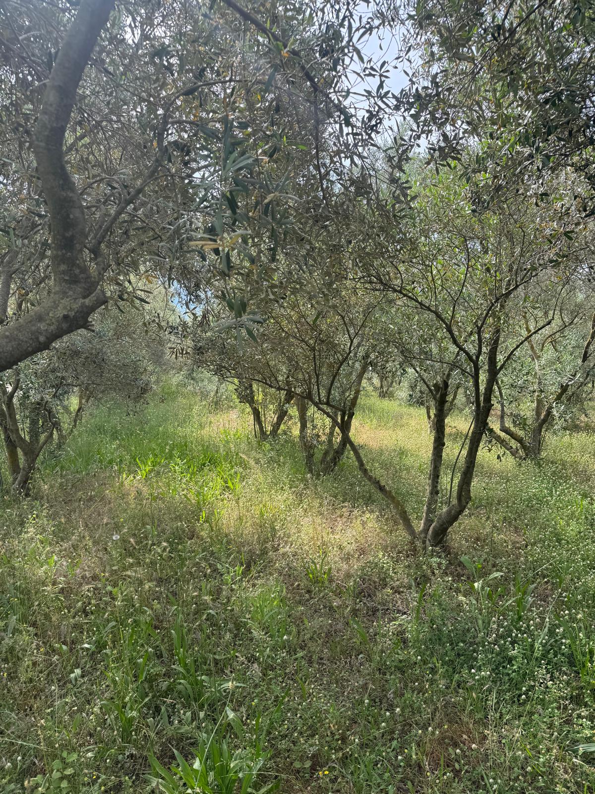 Zeytin ve meyve bahçesi 1+1 prefabrik daire - MUĞLA SEYDİKEMER fotoğraf 11