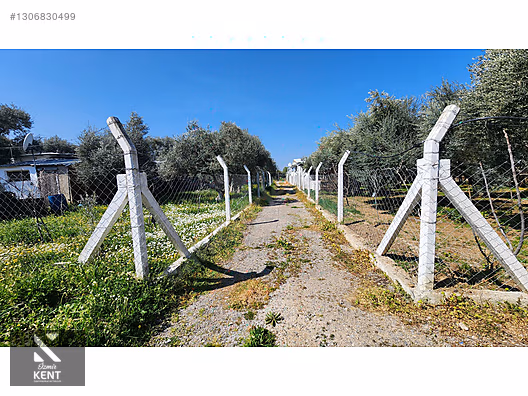 Kemalpaşa Ören Satılık Zeytinlik 1.230 m2 - İZMİR KEMALPAŞA fotoğraf 9