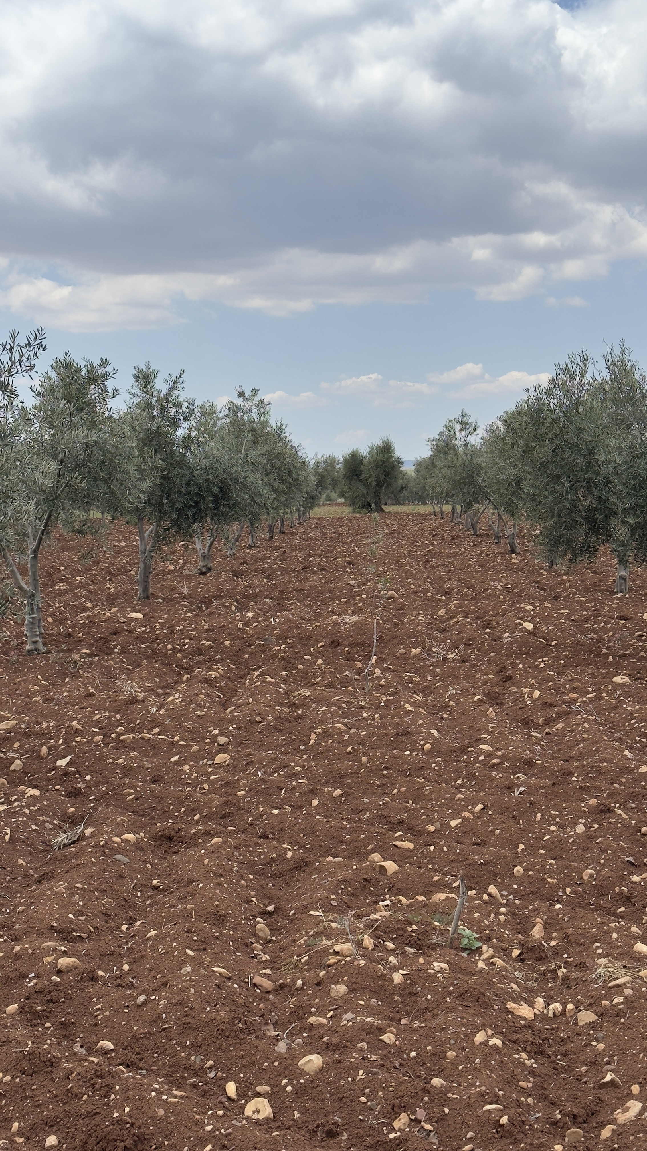 ÖZGÜRoğluEMLAK,tan SATILIK ZEYTİNLİK  - KİLİS MERKEZ fotoğraf 28