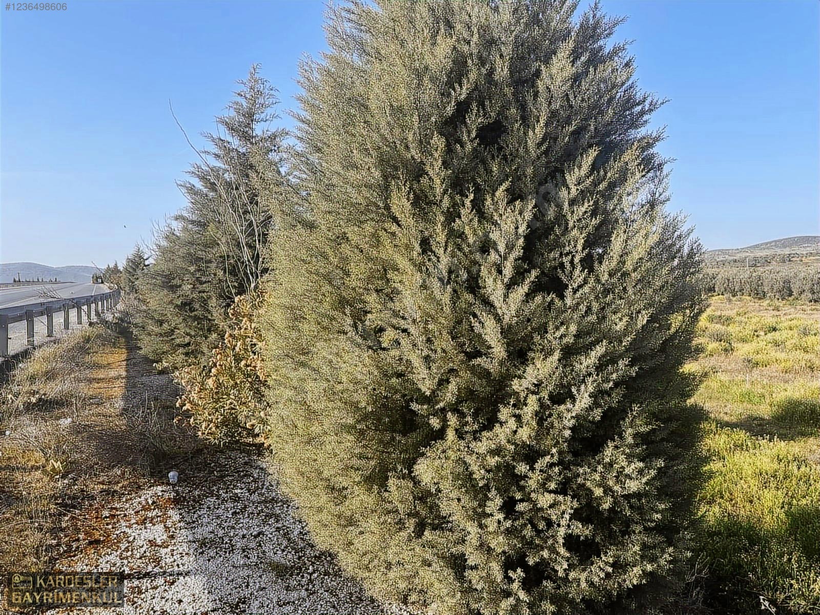 SATILIK GÖLMARMARA SALİHLİ YOLU ÜZERİNDE ASFALT ÜSTÜ ZEYTİNLİK - MANİSA AKHİSAR fotoğraf 2