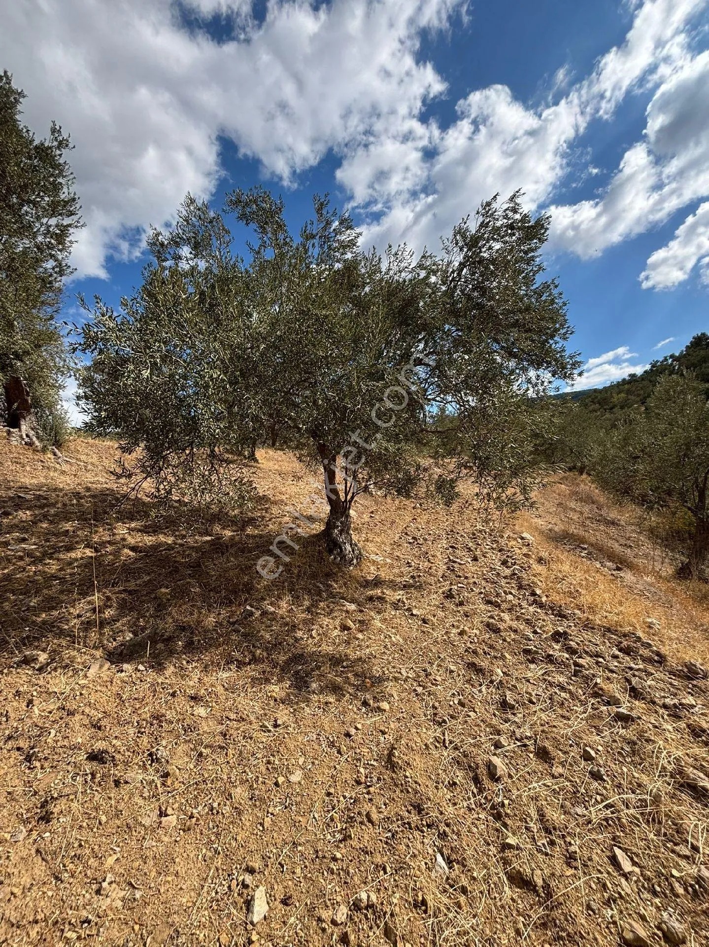 Balıkesir Burhaniye Bahadırlı'da Satılık Zeytinlik - BALIKESİR BURHANİYE fotoğraf 21