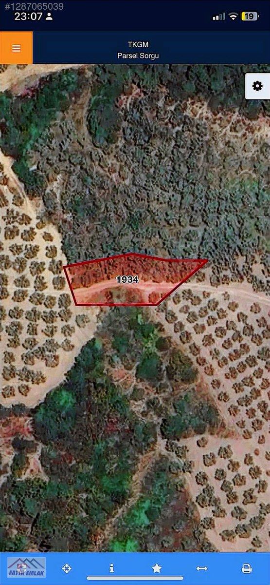 Fatih'ten muratoba da 607m2 yolu olan zeytinlik - BURSA GEMLİK fotoğraf 7