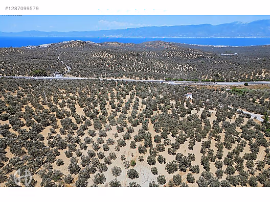 HAS EMLAK tan EGE nin İNCİSİ PELİTKÖY DE ZEYTİNLİK - BALIKESİR BURHANİYE fotoğraf 12