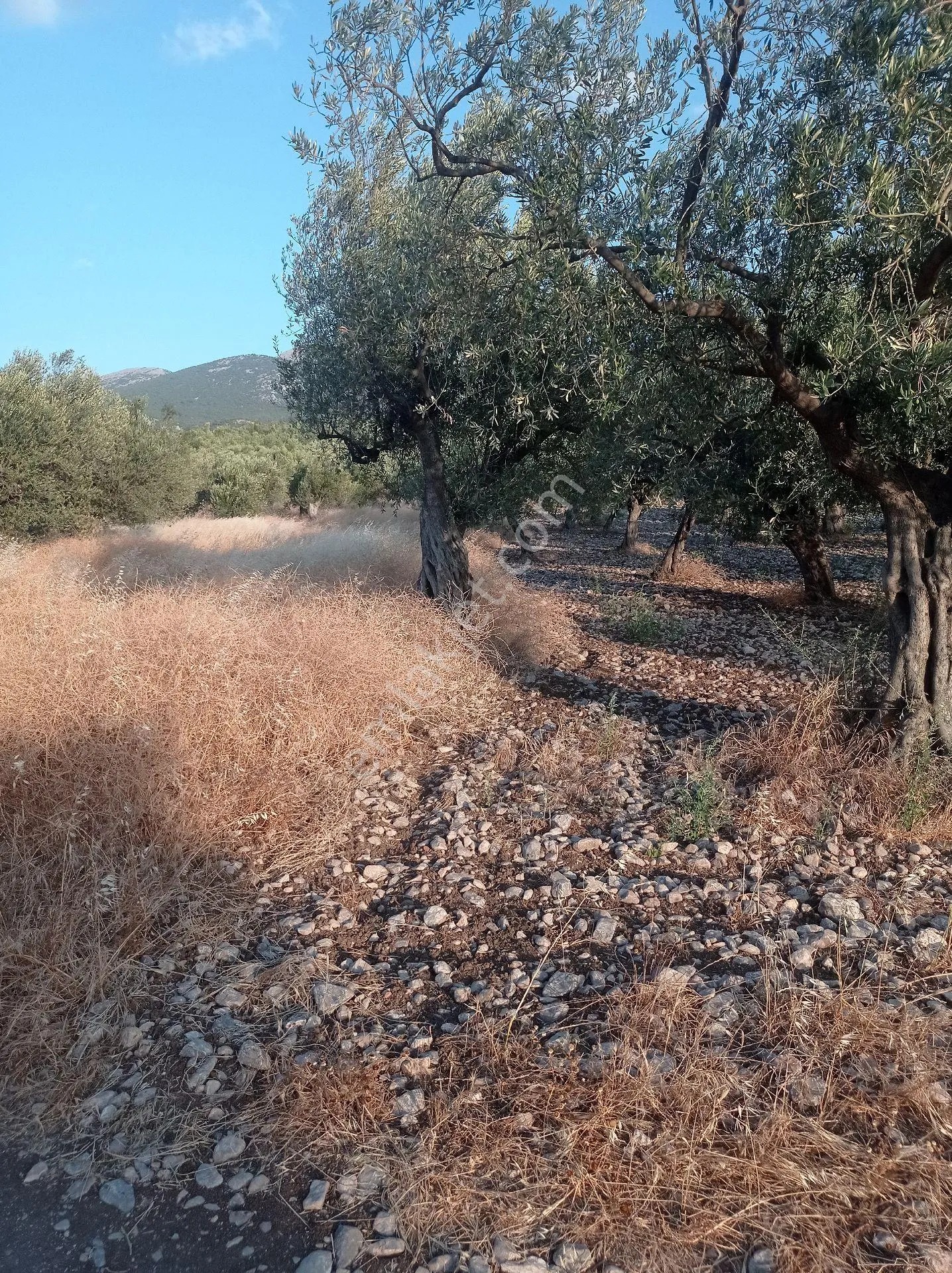 Yeliz'den Manisa Soma'da Asfalt Kenarı Zeytinlik - MANİSA SOMA fotoğraf 13