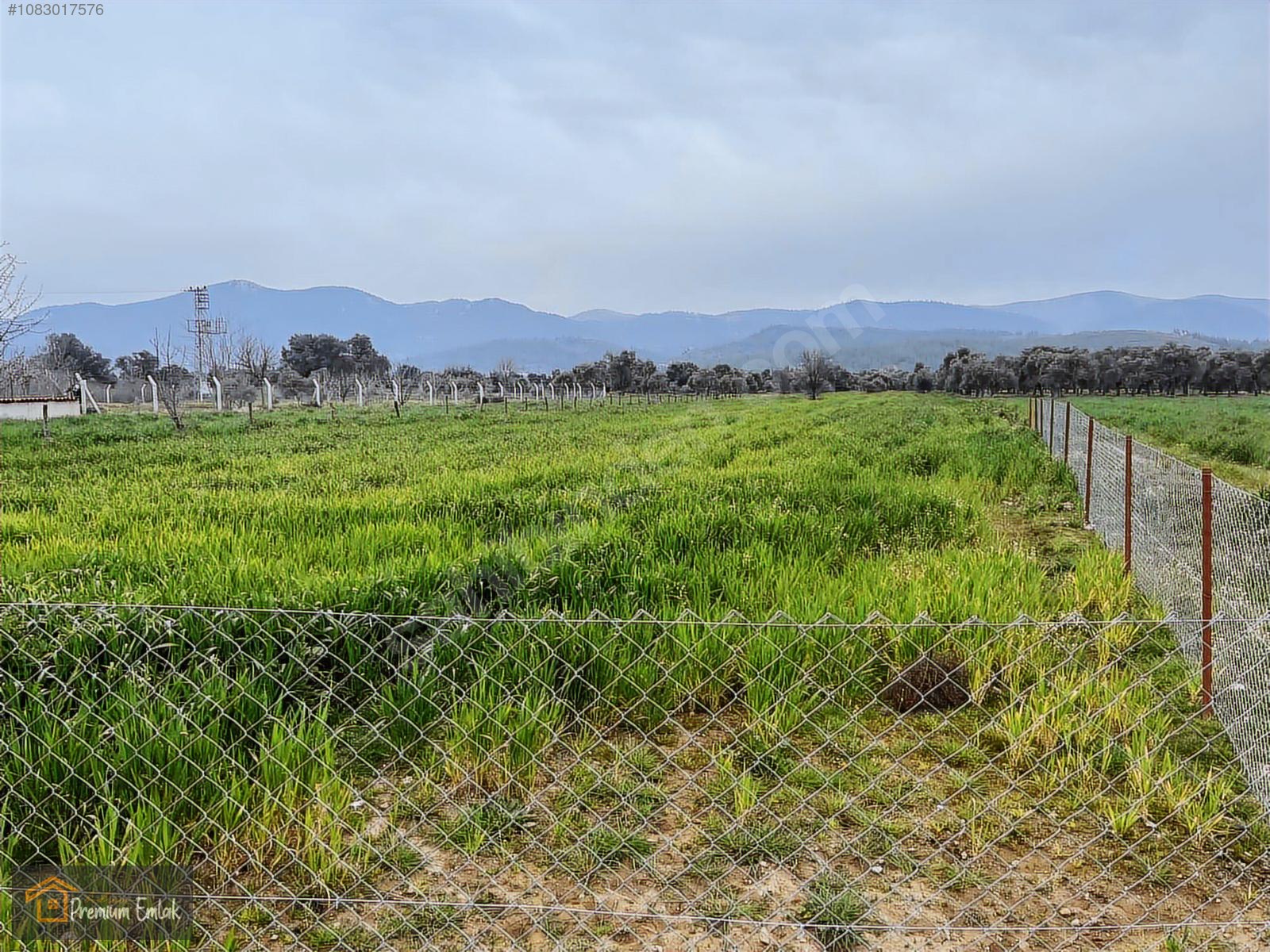 MİLAS KISIRLARDA 4.136 mt2 ZEYTİNLİ MUHTEŞEM TARLA - MUĞLA MİLAS fotoğraf 8