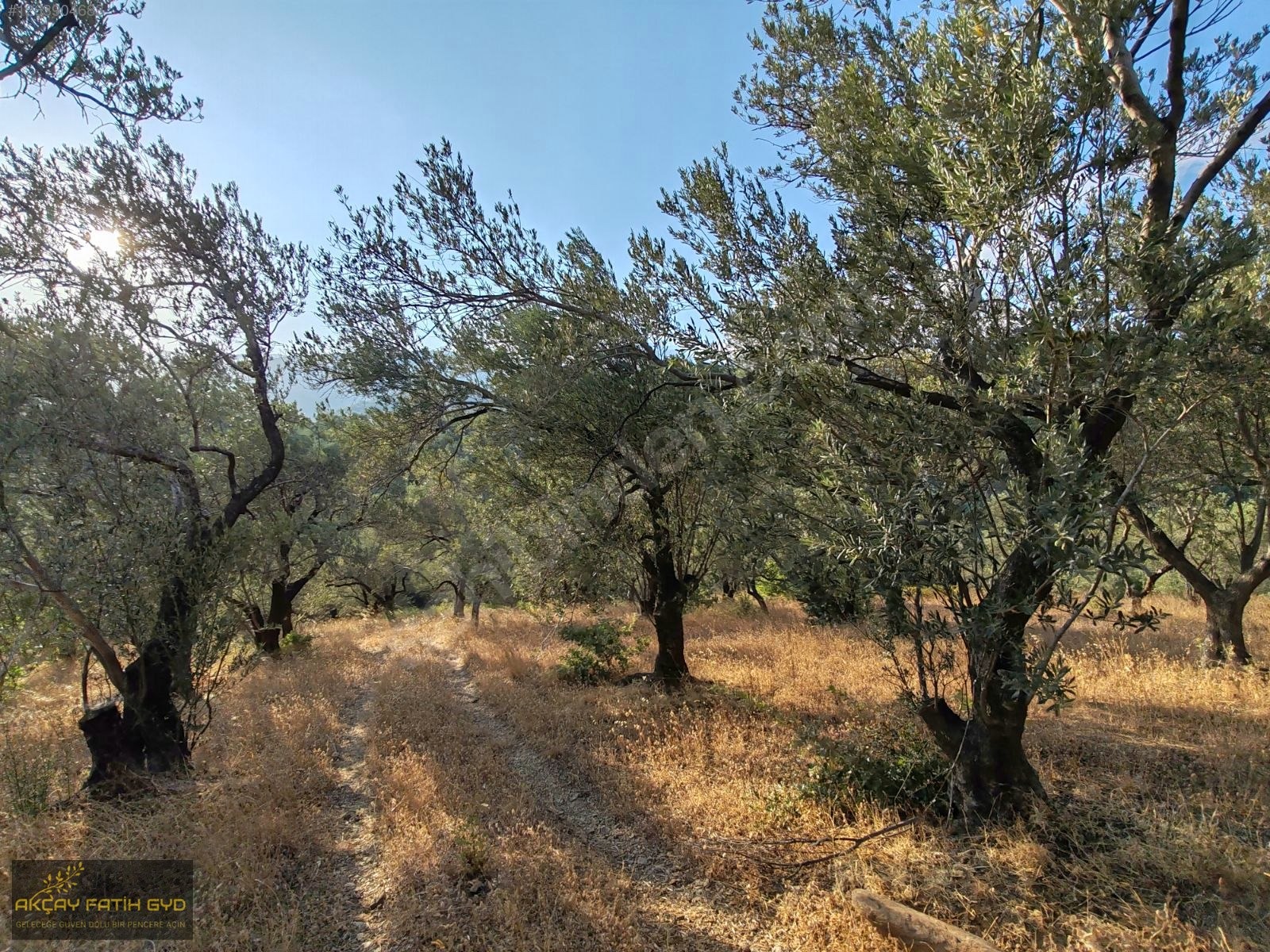 Zeytinli de 8.5 Dönüm SATILIK Zeytinlik - BALIKESİR EDREMİT fotoğraf 32