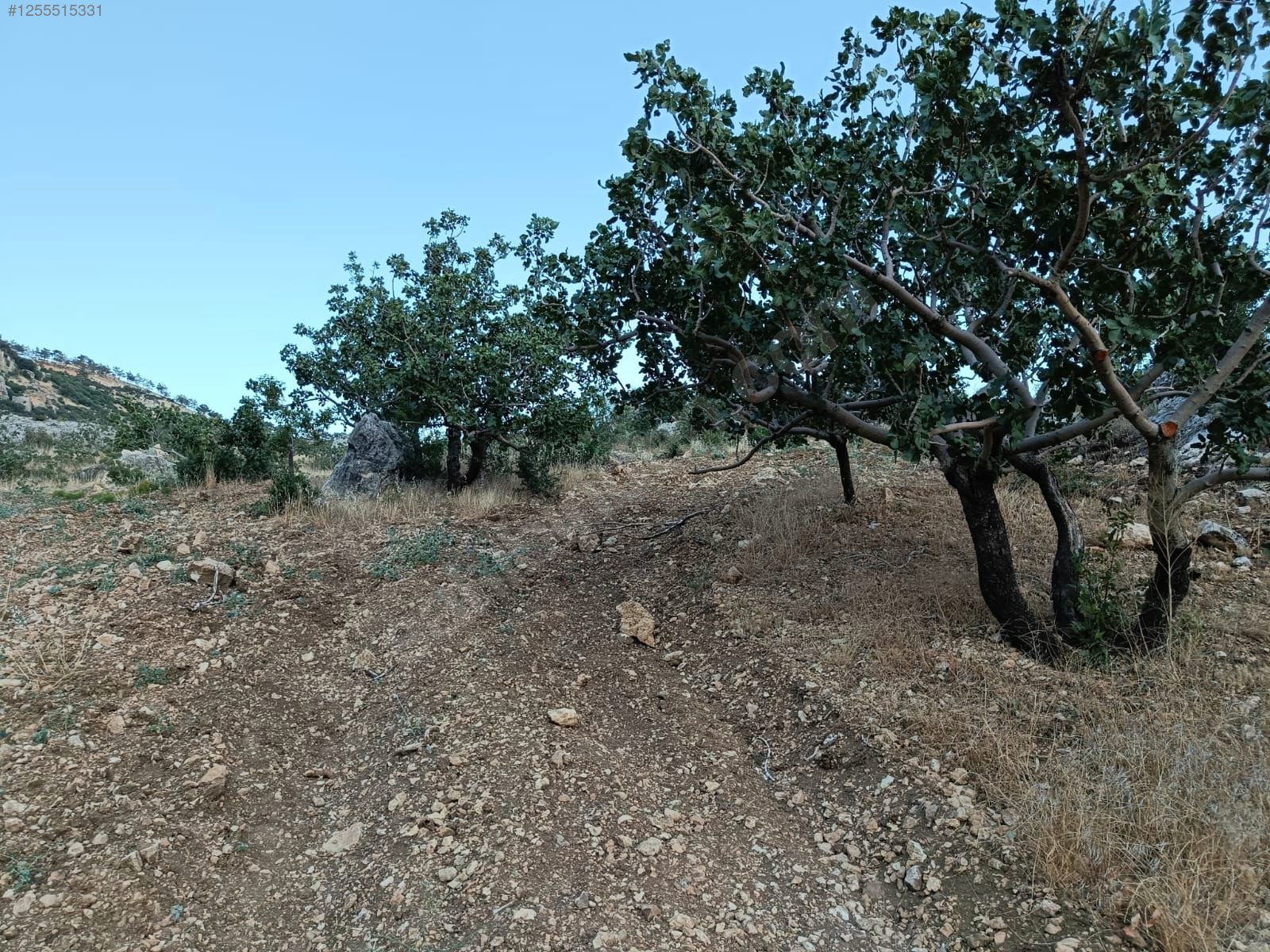    MERSİN MUT GEÇİMLİ KÖYÜ 6,866M² BAĞIMIZ SATILIKTIR.   - MERSİN MUT fotoğraf 13
