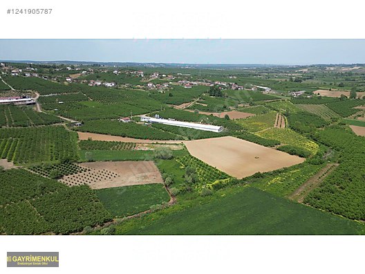 11.752 M² FIRSAT FINDIK BAHÇESİ SAKARYA KAYNARCA ZİAHMET MAH. - SAKARYA KAYNARCA fotoğraf 9