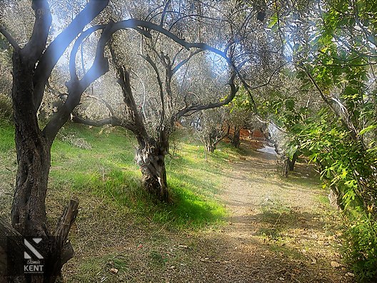 Kemalpaşa Aşağıkızılca Satılık 1758 M2 Tek Tapu Zeytinlik - İZMİR KEMALPAŞA fotoğraf 4