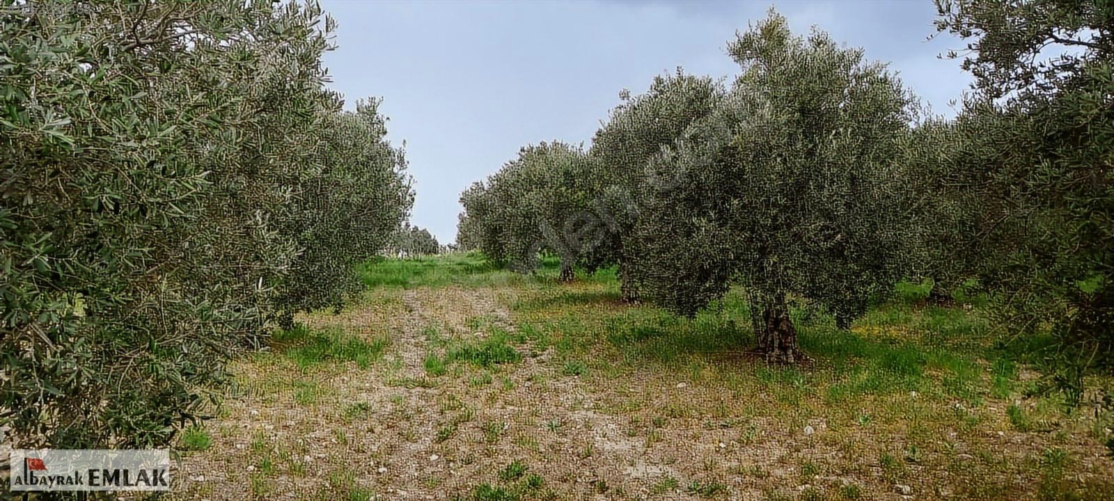 AKHİSAR RAHMİYE DE KÖYE YAKIN 3.DÖNÜM ZEYTİNLİK 1.500.000 TL - MANİSA AKHİSAR fotoğraf 13