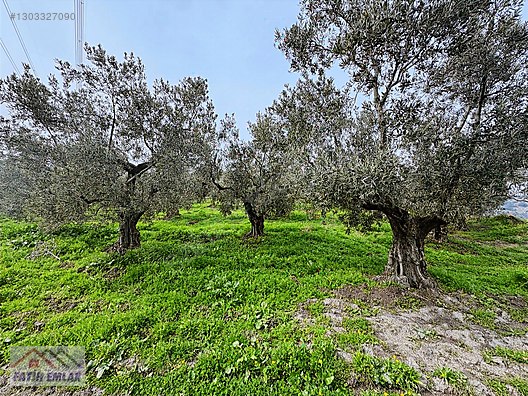 GEMLİK MURATOBA KÖYÜNDE 4695m² SATILIK ZEYTİNLİK - BURSA GEMLİK fotoğraf 10