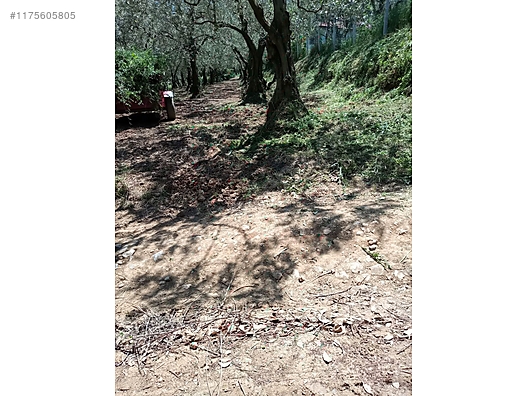 BURSA İZNİK DERBENT'TE 613 M² ZEYTİNLİK SATILIKTIR - BURSA İZNİK fotoğraf 11