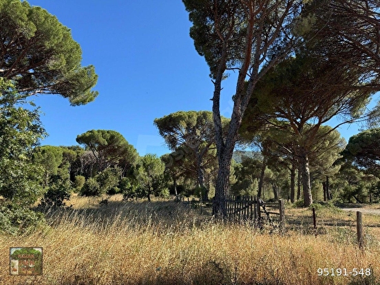 BERGAMA KOZAK YAYLASI YUKARIBEY MAH DE 13300 m2 FISTIKLIK - İZMİR BERGAMA fotoğraf 5