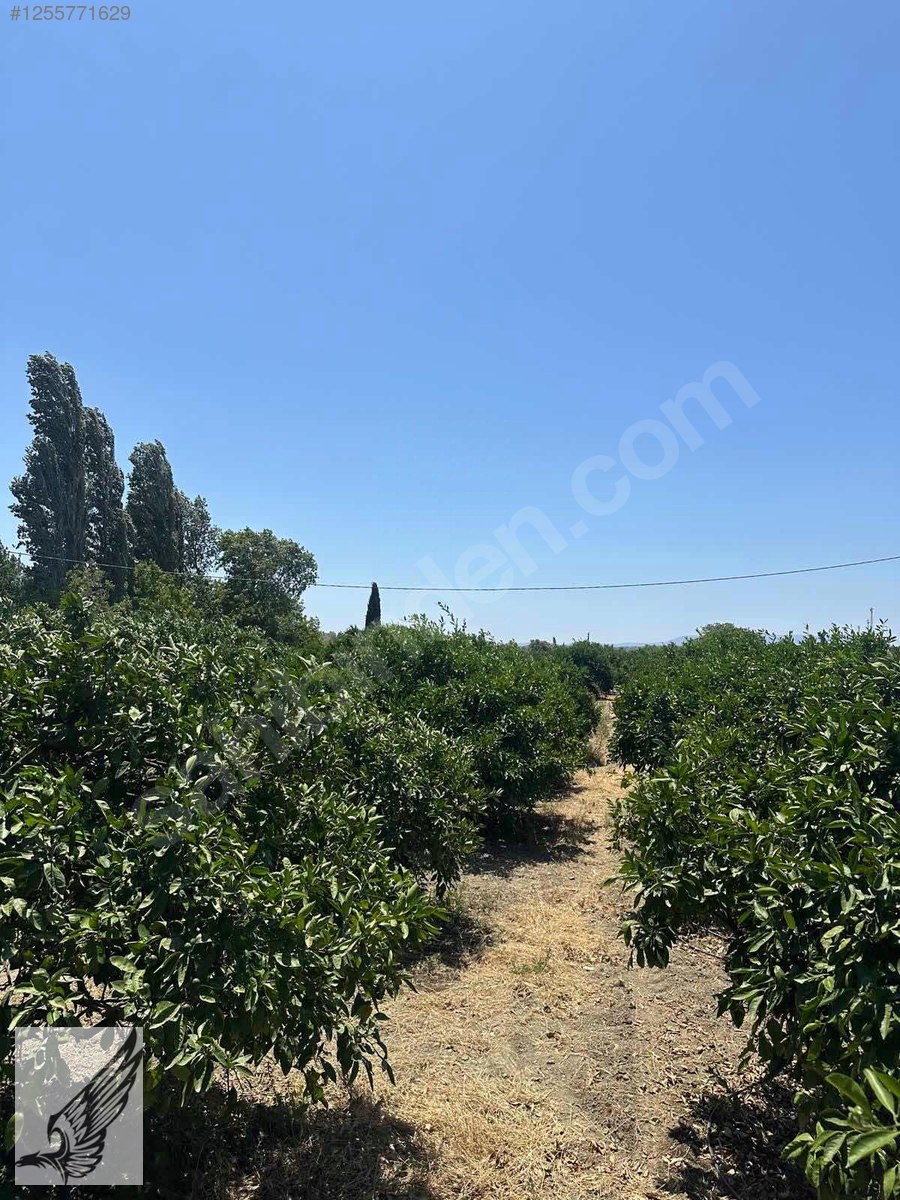 Seferihisar Hıdırlık Mahallesi 5.700M2 Satılık Mandalina Bahçesi - İZMİR SEFERİHİSAR fotoğraf 3