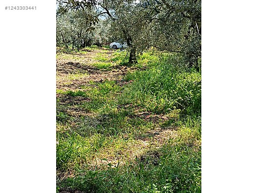 BURSA MUDANYA KAYMAKOBA  KÖYÜNDE 315 M²  ZEYTİNLİK SATILIKTIR - BURSA MUDANYA fotoğraf 5