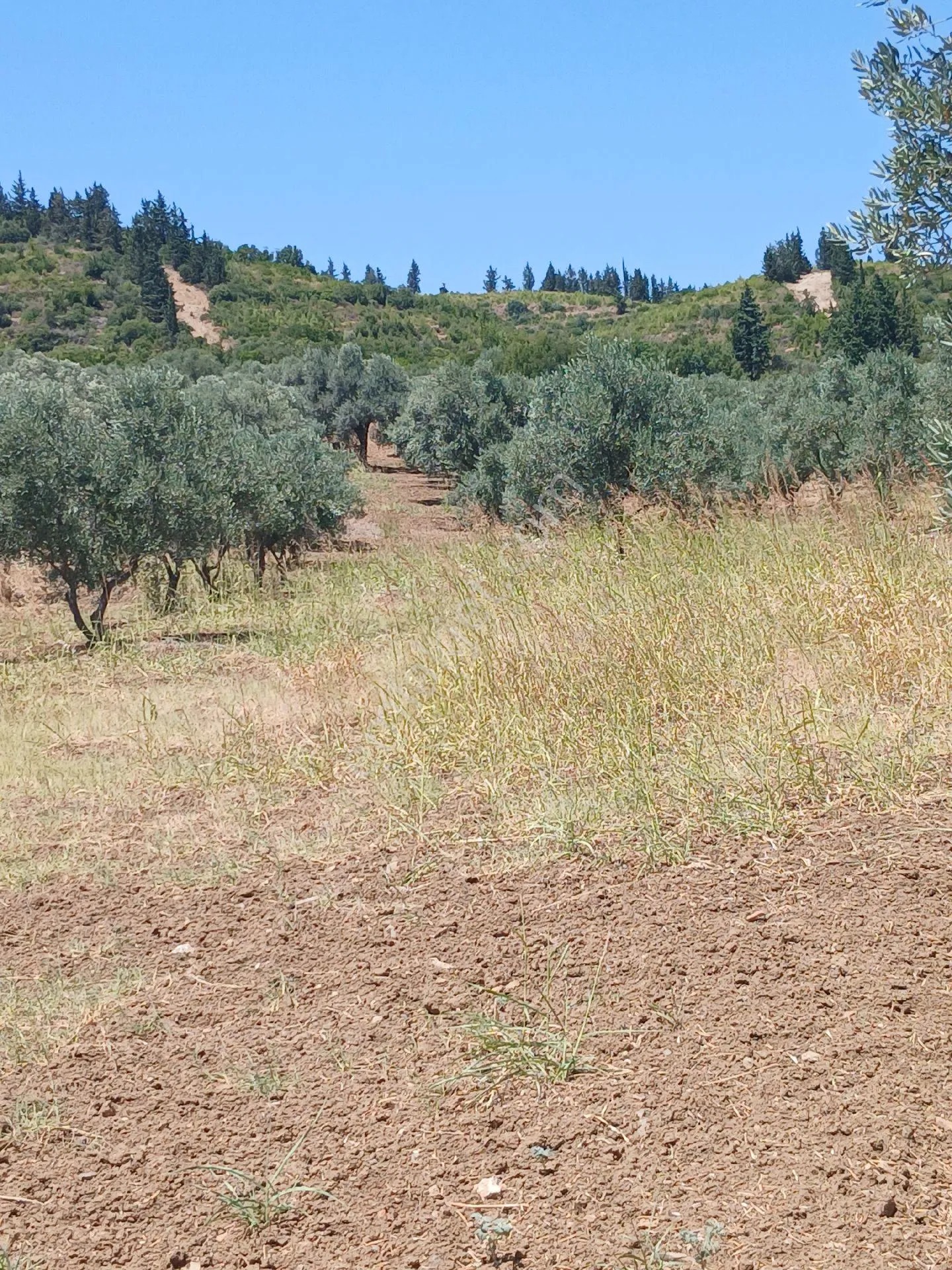 İzmir Torbalı Yazıbaşında 3.800m2 Zeytinlik Satılık - İZMİR TORBALI fotoğraf 4