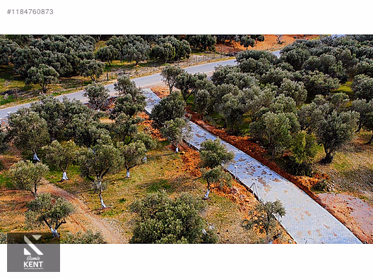 Kemalpaşa Sütçüler Satılık 873 m2 Zeytinlik - İZMİR KEMALPAŞA fotoğraf 7