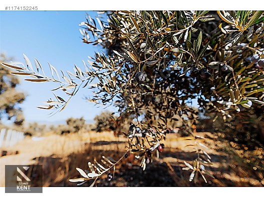 Kemalpaşa Sekiz Eylül Merkeze Yakın Satılık 3440 m2 Zeytinlik - İZMİR KEMALPAŞA fotoğraf 40