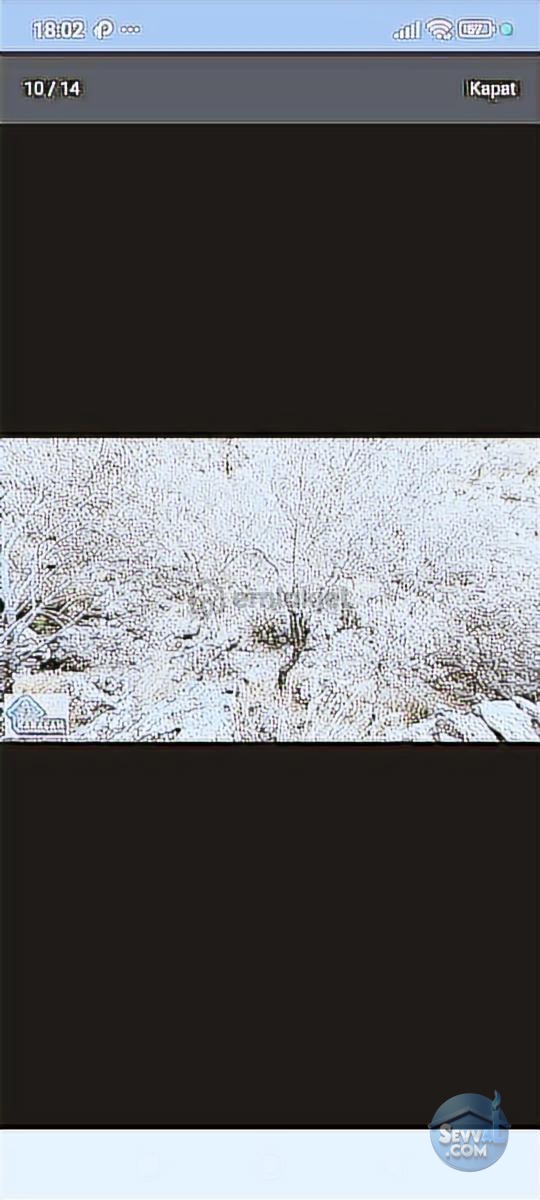 Burhaniye Kuyucakta Acil Satılık Zeytinlik - BALIKESİR BURHANİYE fotoğraf 4