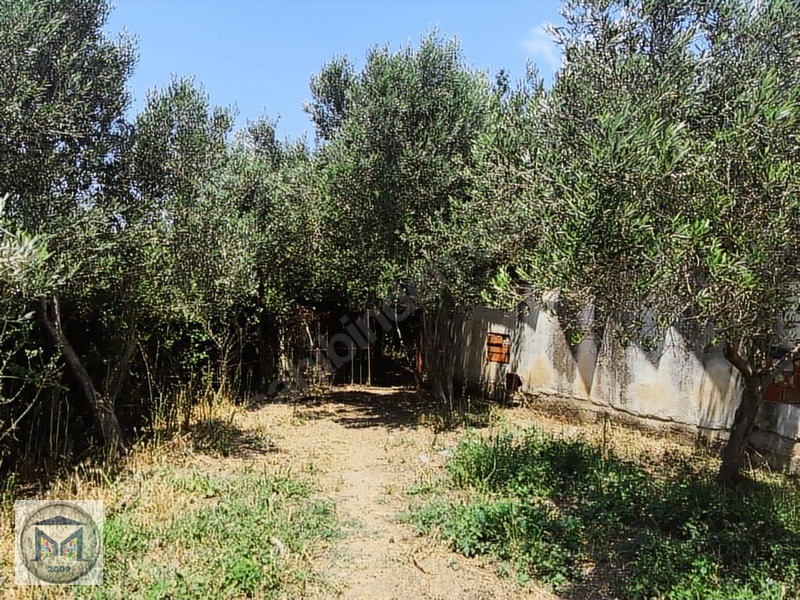EDREMİT ÇIKRIKÇI KÖYÜNE YAKIN 3000 M2 KÖŞE SATILIK BAHÇE - BALIKESİR EDREMİT fotoğraf 15