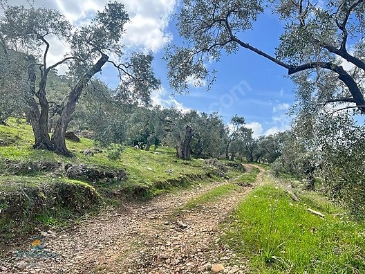 MUGLA MİLAS KARAHAYIT KOYUNDE ASFALTA SİFİR ZEYTİNLİK BAKİMLİ - MUĞLA MİLAS fotoğraf 8