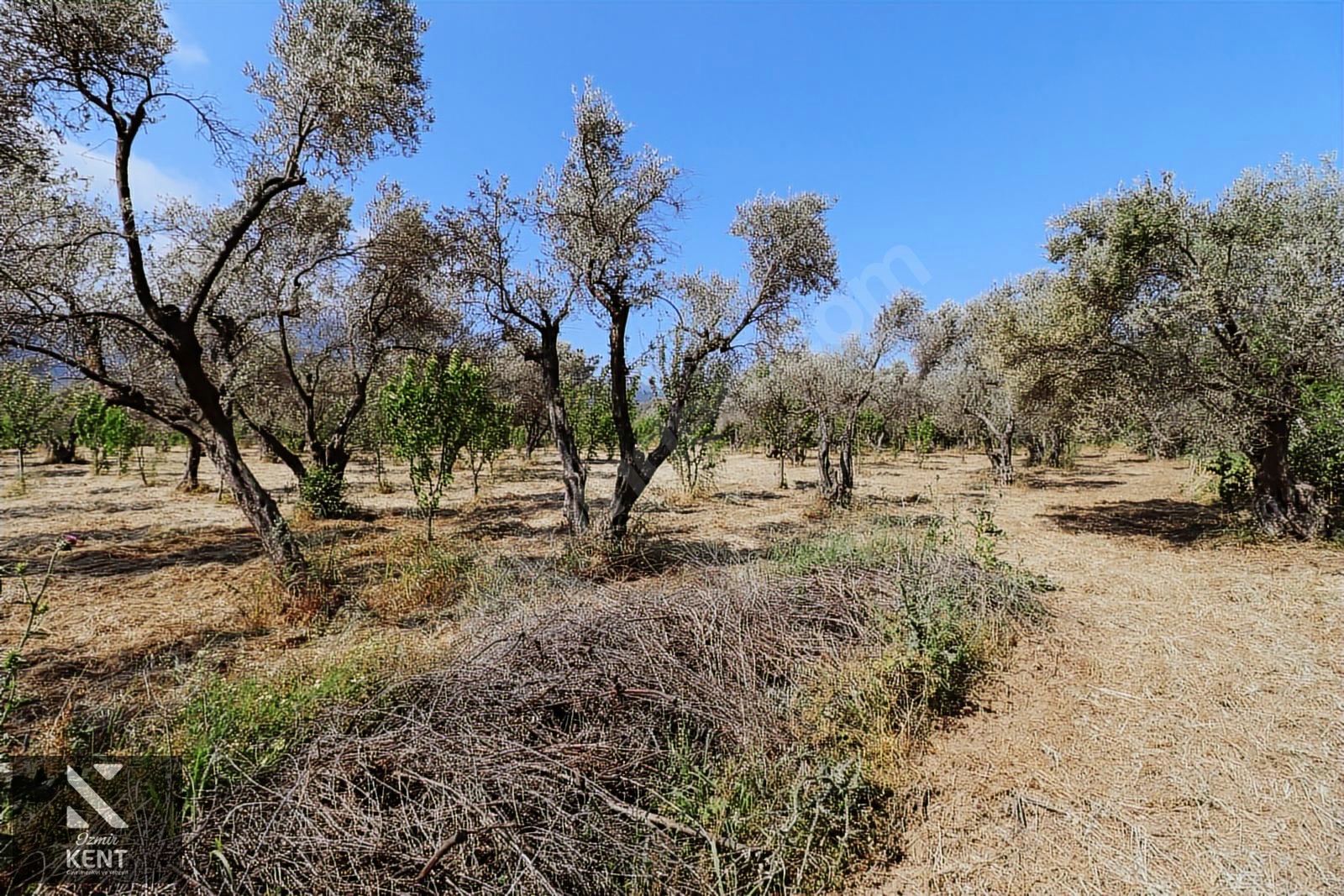 Kemalpaşa Sekiz Eylül Satılık 4.746 m2 Bahçe - İZMİR KEMALPAŞA fotoğraf 26