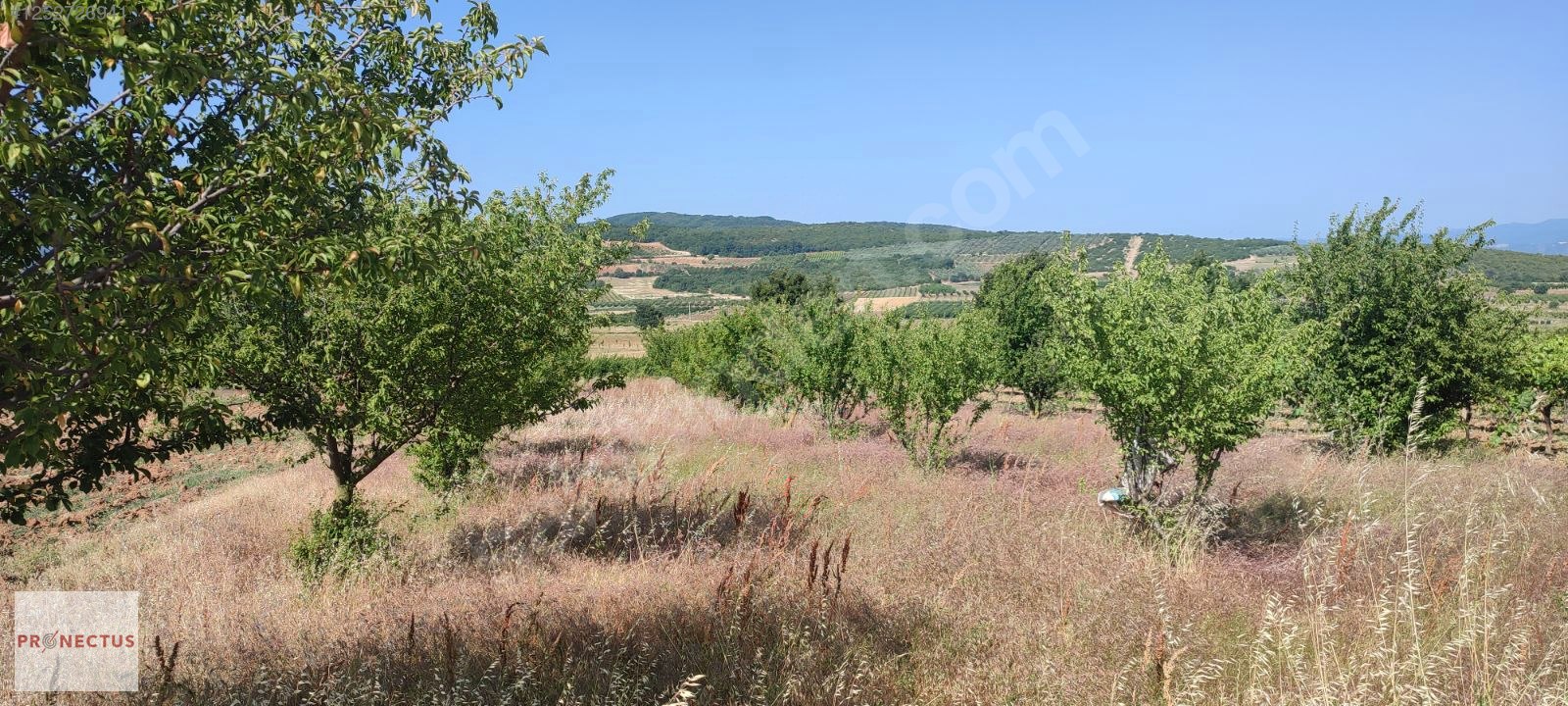 İZNİK MAHMUDİYE'DE RESMİ YOLA CEPHE SATILIK 1147M2 ERİK BAHÇESİ - BURSA İZNİK fotoğraf 8